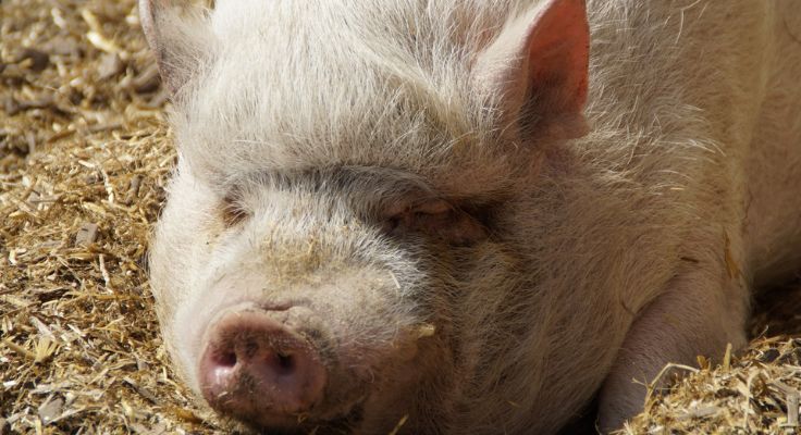 Cochon dans la mini-ferme - Camping le Domaine de la Brèche