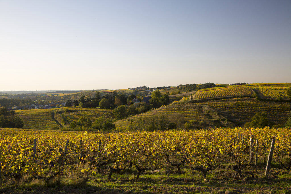 Vignes au crépuscule - Camping le Domaine de la Brèche